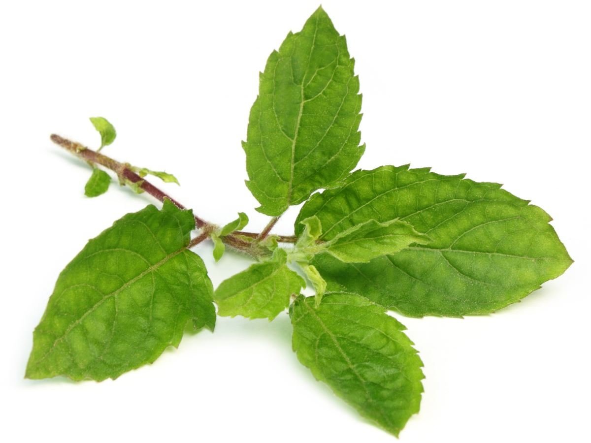 Tulsi